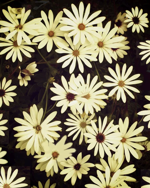 Big Beauty White Garden Daisy Flowers Blurred Nature Background Retro — Stock Photo, Image