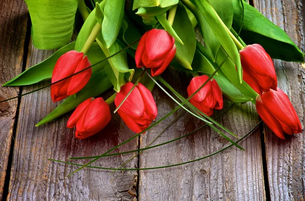 Red Tulips — Stock Photo, Image