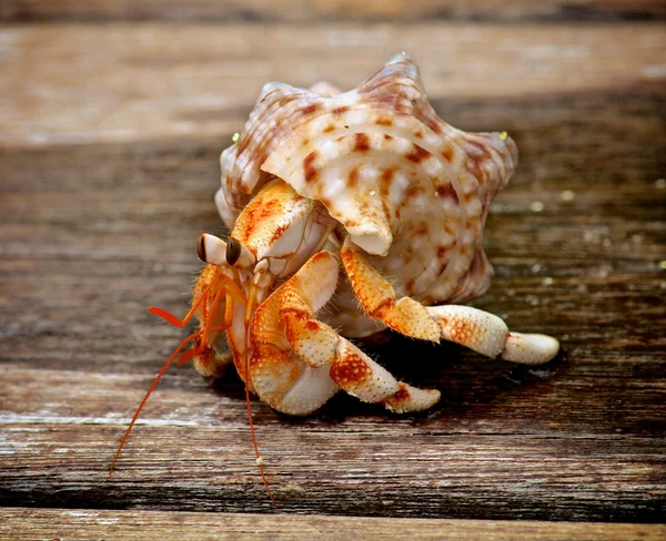 Crabul pustnic — Fotografie, imagine de stoc