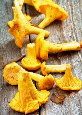 taze çiğ chanterelles 