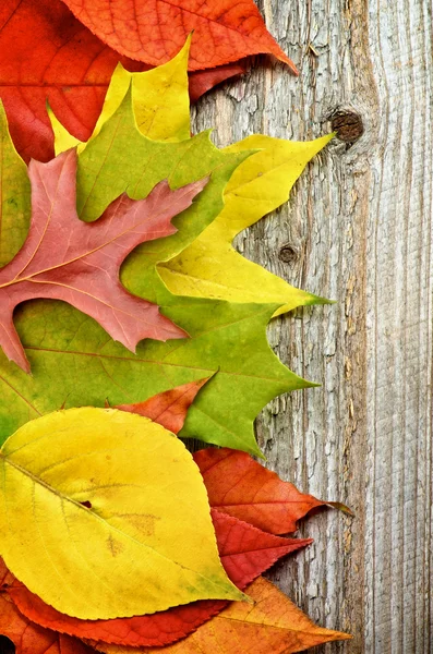 Rám podzimní listí — Stock fotografie