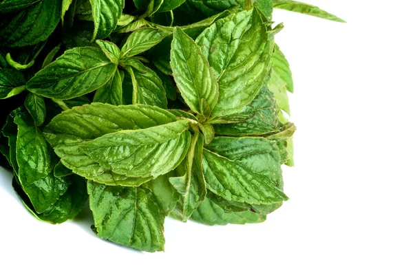 Lemon Balm — Stock Photo, Image