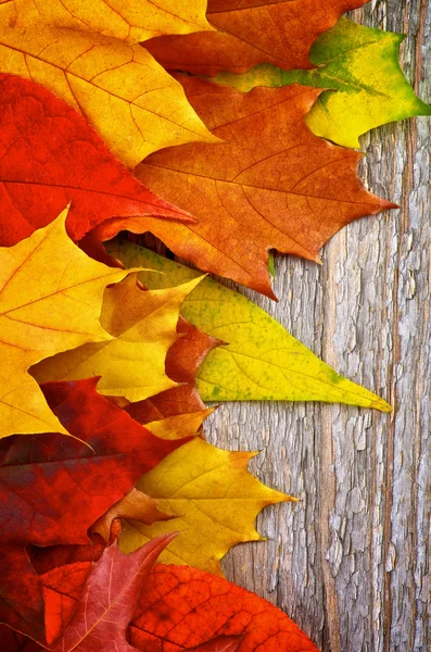 Frame of Autumn Leafs — Stock Photo, Image