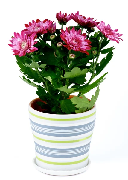 Potted Chrysanthemum — Stock Photo, Image