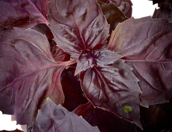 Violetti basilika — kuvapankkivalokuva