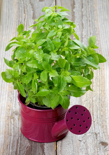 Basil — Stock Photo, Image