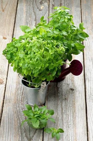 Basil — Stock Photo, Image