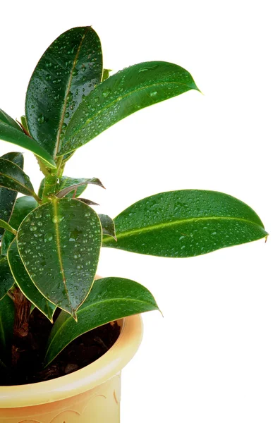 Ficus Leaves — Stock Photo, Image