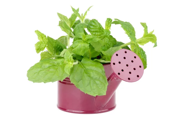 Mint Leafs Bunch — Stock Photo, Image