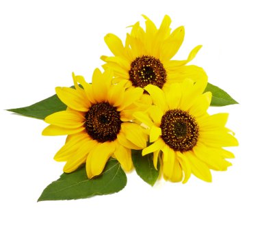 Three Sunflowers clipart