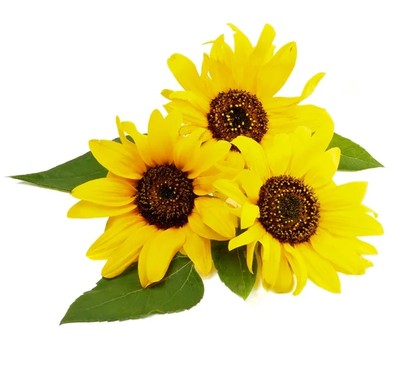 Drie zonnebloemen — Stockfoto