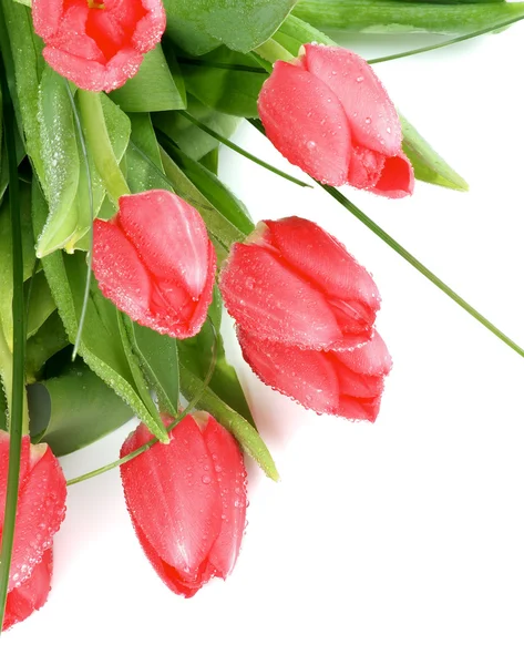 Tulipanes magenta — Foto de Stock