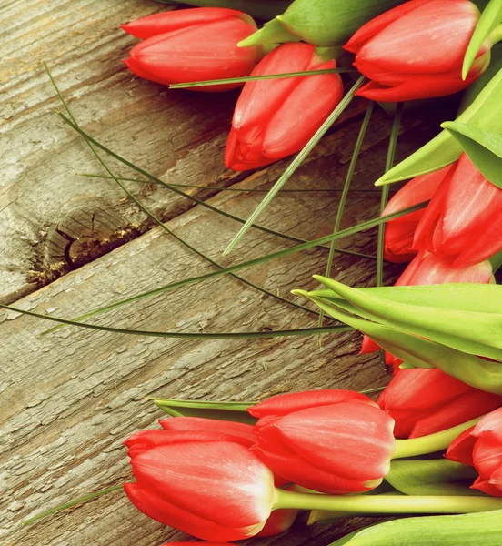 Spring Tulips — Stock Photo, Image