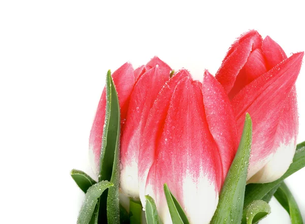 Tulipani primaverili — Foto Stock