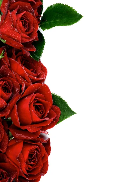 Rode rozen — Stockfoto