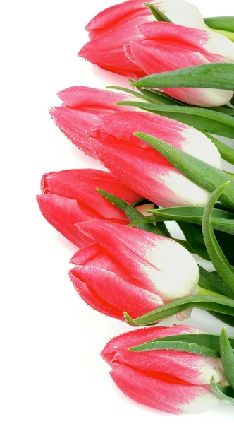 Spring Tulips — Stock Photo, Image