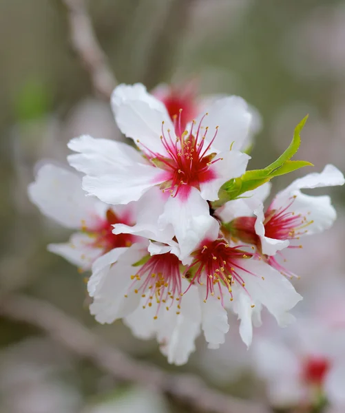 Cherry Blossom — Stock Photo, Image