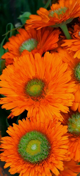 Oranje daisy — Stockfoto