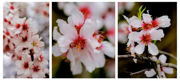 Cherry Blossom Collection — Stock Photo, Image