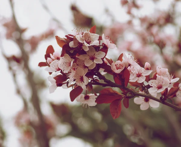 Cherry Blossom — Stock Photo, Image