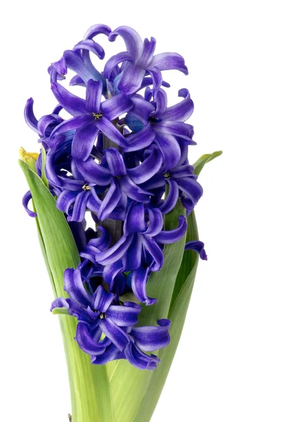Purple Hyacinth — Stock Photo, Image