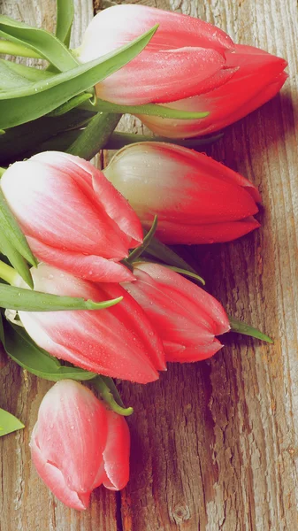 Spring Tulips — Stock Photo, Image