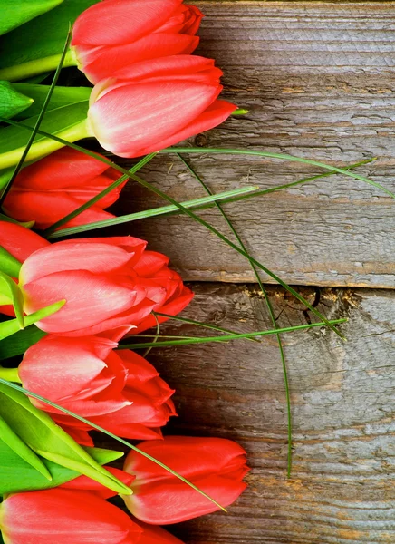 Tulipanes rojos —  Fotos de Stock