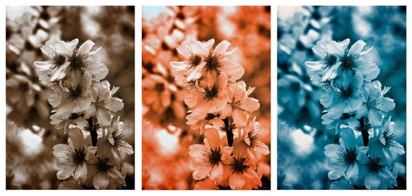 Cherry Blossom samling — Stockfoto