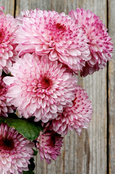 Chrysantheme — Stockfoto