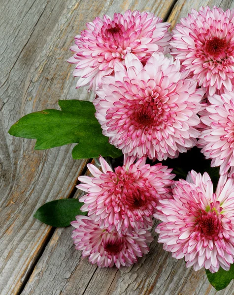 Chrysanthemum — Stock Photo, Image