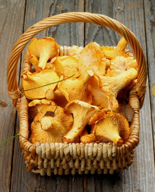 çiğ chanterelles