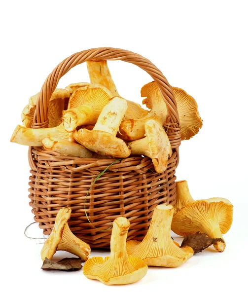 Çiğ chanterelles — Stok fotoğraf