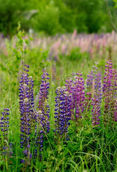 Lupines — Stock fotografie