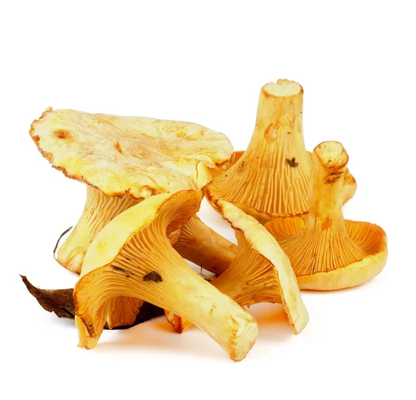 Çiğ chanterelles — Stok fotoğraf