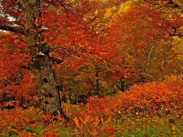 Zařivý podzim — Stock fotografie
