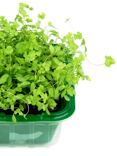 Growing Fresh Parsley — Stock Photo, Image