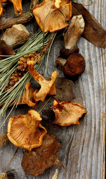 Dried Mushrooms — Stock Image Dried Mushrooms Royalty Free Stock Images