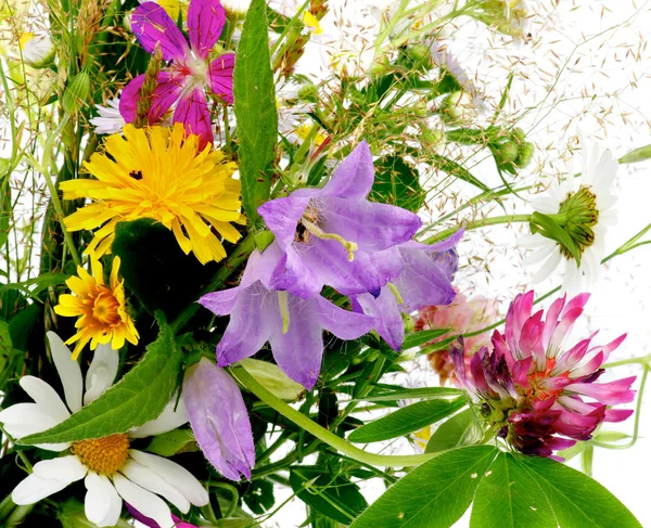 Ramillete de flores silvestres — Foto de Stock
