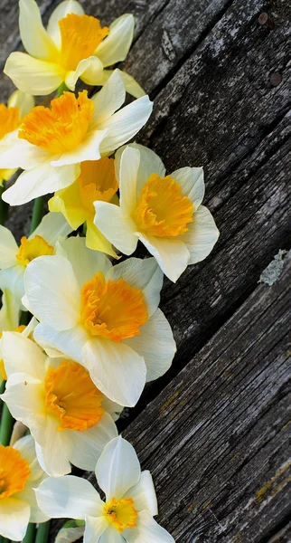 Daffodils — Stock Photo, Image