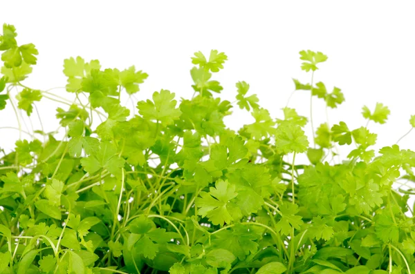 Fresh Parsley — Stock Photo, Image