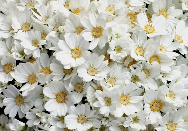 Główek kwiatów tła — Zdjęcie stockowe