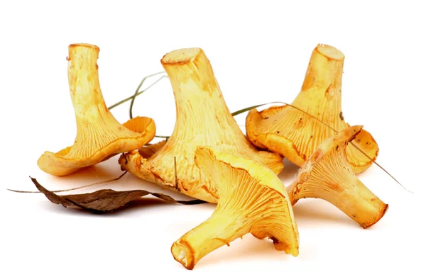 Chanterelles crues — Photo