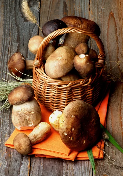 Boletus Setas — Foto de Stock