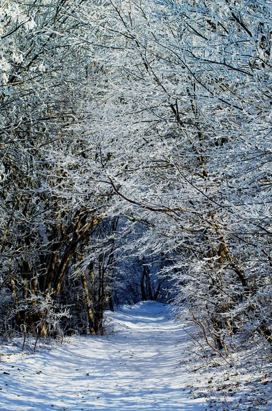 Winter Alley Road — Stock Photo, Image