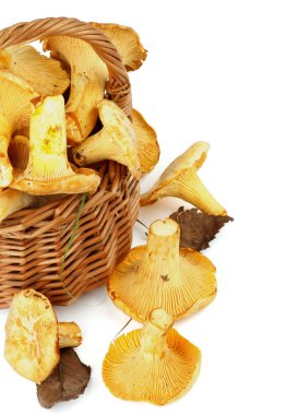 çiğ chanterelles