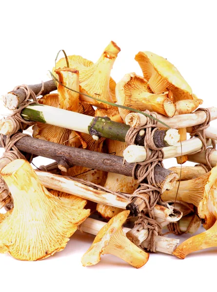 Çiğ chanterelles — Stok fotoğraf