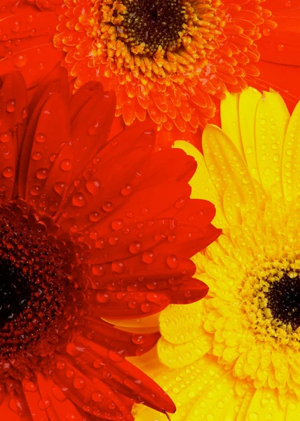 Gerbera bloemen achtergrond — Stockfoto