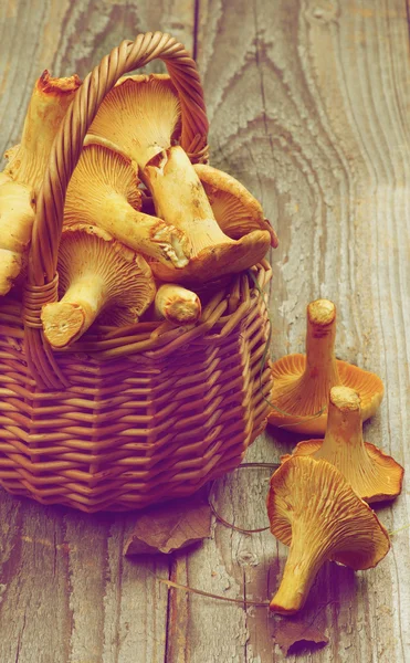 Chanterelles crues — Photo