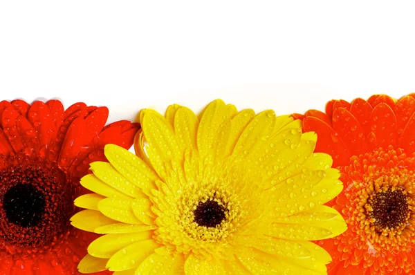 Frame of Gerbera Daisy — Stock Photo, Image