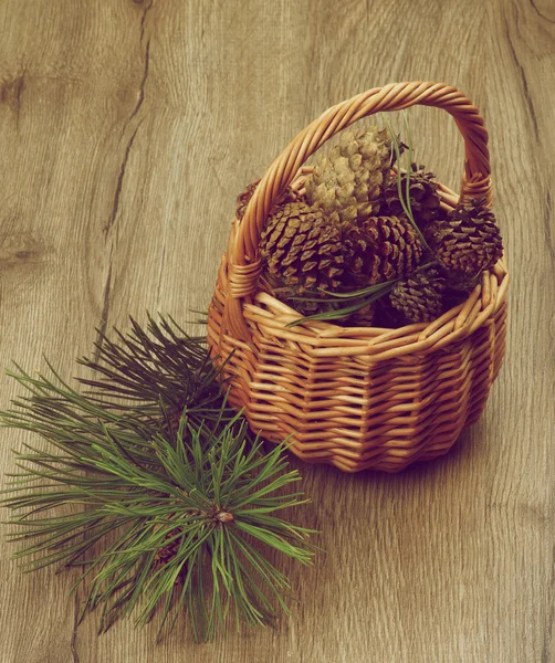 Fir Cones and Branches — Stock Photo, Image